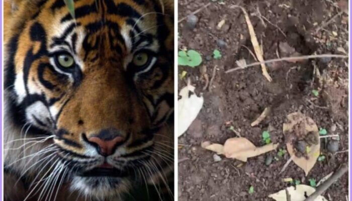 Area Perkebunan Dusun 2 Sribawono Diduga Ada Harimau Berkeliaran