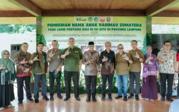 Lahir dari Induk Berkaki Tiga Korban Jerat, Dua Bayi Harimau Sumatera di Lembah Hijau Jadi Simbol Harapan Baru