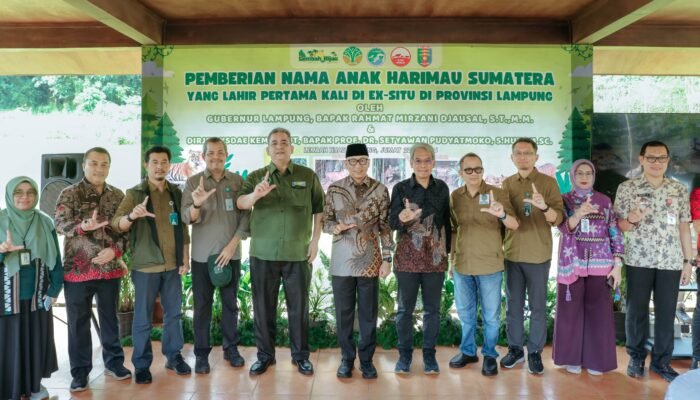 Lahir dari Induk Berkaki Tiga Korban Jerat, Dua Bayi Harimau Sumatera di Lembah Hijau Jadi Simbol Harapan Baru