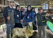 Jelang Iduladha, Lampung Libatkan 1.229 Petugas Pastikan Daging Kurban Aman dan Halal