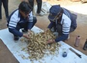 Mahasiswa KKN-T IDBU-36 Undip Berdayakan Ekonomi Warga Desa Kluwih Lewat Pakan Komplit Fermentasi Bonggol Jagung
