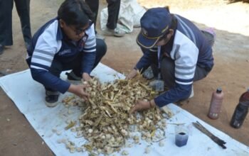 Mahasiswa KKN-T IDBU-36 Undip Berdayakan Ekonomi Warga Desa Kluwih Lewat Pakan Komplit Fermentasi Bonggol Jagung