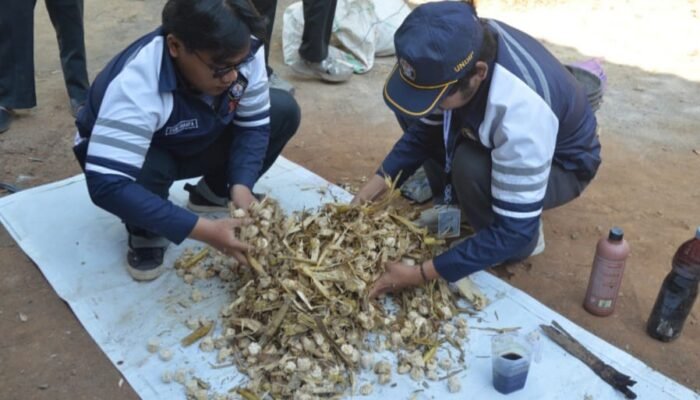 Mahasiswa KKN-T IDBU-36 Undip Berdayakan Ekonomi Warga Desa Kluwih Lewat Pakan Komplit Fermentasi Bonggol Jagung