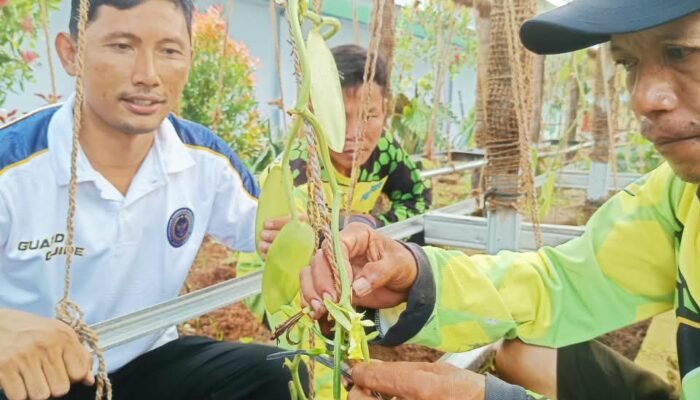 Bekali Keterampilan Ekonomis, Warga Binaan Lapas Bandar Lampung Lakukan Penyerbukan Vanili